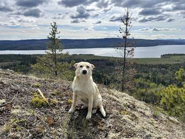 Um cachorro de pelagem clara está sentado em uma colina gramada, com vista para uma paisagem pitoresca com árvores, um grande lago, montanhas ao longe e um céu nublado e impressionante acima.