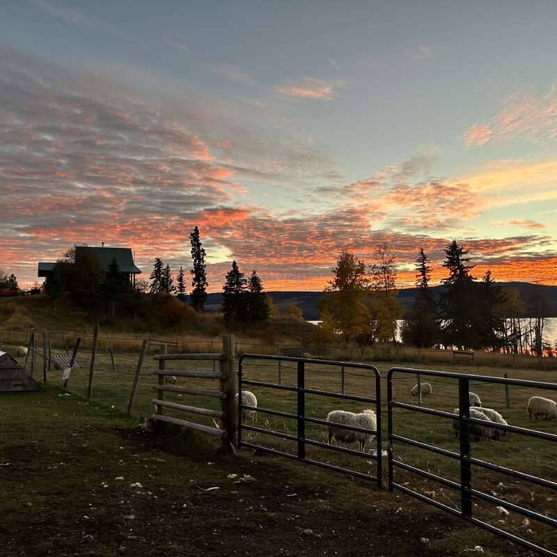 Uma bela cena rural ao pôr do sol, com um céu colorido, ovelhas pastando, um pasto cercado, árvores espalhadas, uma casa ao longe e um lago cintilante.