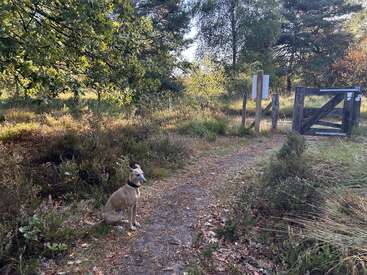 Um cachorro marrom claro está sentado tranquilamente em um caminho na floresta, cercado por árvores e arbustos verdes, perto de um portão de madeira em uma área natural ensolarada.
