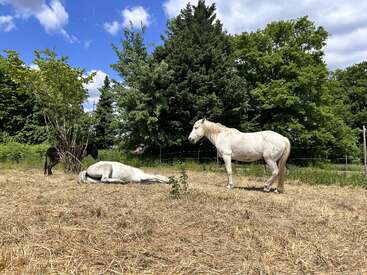 Três cavalos estão em um pasto ensolarado. Um cavalo branco está deitado, outro está em pé por perto e um cavalo escuro pasta ao fundo. Árvores os cercam.
