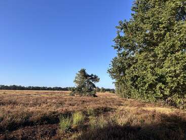 Ein strahlend blauer Himmel erstreckt sich über ein offenes Feld mit trockenem Gras und vereinzelten Büschen. Auf der rechten Seite reihen sich Bäume aneinander und spenden Schatten über der ruhigen Landschaft.