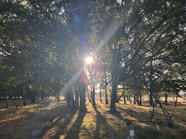 Sonnenlicht fällt durch die hohen Bäume eines ruhigen Waldes und wirft lange Schatten auf das Gras und den Weg. Die Atmosphäre ist friedlich und lädt zum Erkunden ein.