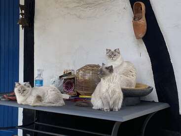 Drei flauschige Katzen sitzen auf einem Tisch vor einer weißen Wand, umgeben von verschiedenen Gegenständen wie einem Vogelkäfig, einem Reinigungsspray, Büchern und einem hängenden Holzschuh.