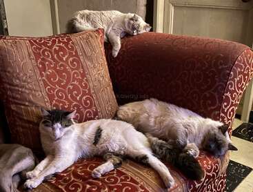 Drei Katzen schlafen gemütlich auf einem rot gemusterten Sofa. Zwei liegen ausgestreckt auf den Kissen, während sich eine träge über die Rückenlehne schmiegt. Eine gemütliche Szene.