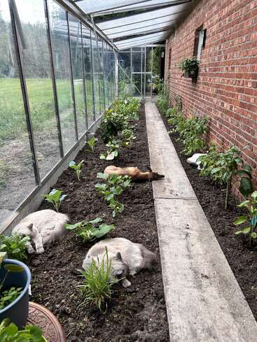 In einem Gewächshaus mit Backsteinwänden und Glasfenstern dösen drei Katzen und ein brauner Hund friedlich zwischen den grünen Pflanzen an einem Beet aus Erde.