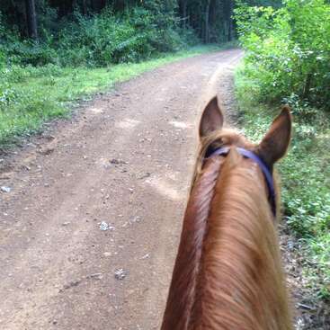This image shows a rider’s perspective from horseback, following a winding dirt path through a green, wooded area on a peaceful, sunny day outdoors.