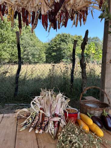 Multicolored corn hangs and lies on a wooden table, surrounded by yellow squashes, eggplants, dried herbs, a wicker basket, and a metal fence with trees behind.