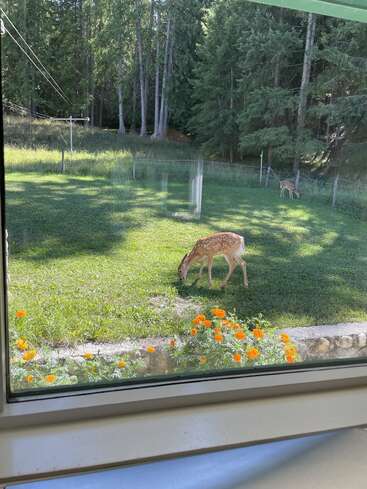 Dos jóvenes ciervos pastan tranquilamente en la hierba verde frente a una ventana. Debajo de la ventana florecen brillantes flores anaranjadas, y altos árboles crean un fondo boscoso.