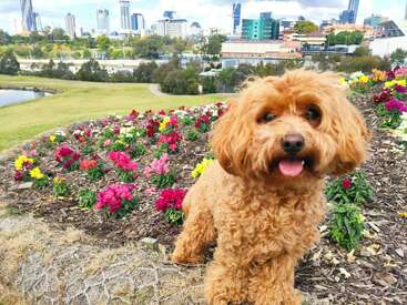 Ein niedlicher, flauschiger brauner Hund steht glücklich vor bunten Blumenbeeten in einem Park, während im Hintergrund die Skyline der Stadt und Gebäude zu sehen sind.
