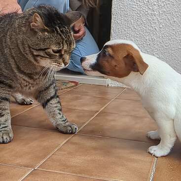 Ein neugieriger Welpe und eine vorsichtige Katze stehen sich auf einem gefliesten Boden gegenüber, während eine Person in der Nähe ihre intensive, möglicherweise spielerische, erste Begegnung genau beobachtet.