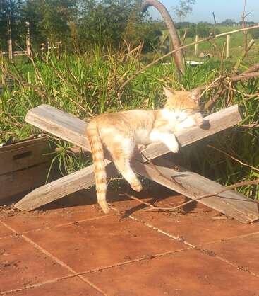 Un chat roux se prélasse paisiblement sur une structure en bois, baigné par la lumière du soleil, entouré d'herbe verte et d'éléments rustiques, profitant d'un après-midi tranquille et relaxant en plein air.