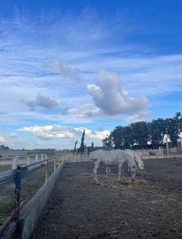 Deux chevaux blancs paissent paisiblement dans un enclos clôturé, sous un vaste ciel bleu parsemé de nuages, avec des arbres en arrière-plan, créant ainsi une scène champêtre sereine.