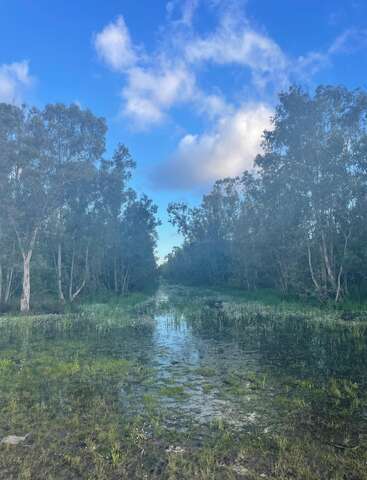 Une scène paisible de zone humide, avec une eau claire et peu profonde, des parcelles herbeuses, de grands arbres de part et d'autre, et un ciel bleu parsemé de nuages. Un paysage serein.
