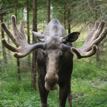 The image depicts a majestic moose with impressive antlers, standing in a lush forest, surrounded by trees and greenery, showcasing its natural beauty.