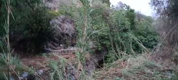 A imagem mostra uma paisagem natural com uma área gramada, árvores e um corpo d'água, com um tronco e galhos de árvore proeminentes em primeiro plano. O plano de fundo está repleto de vegetação.