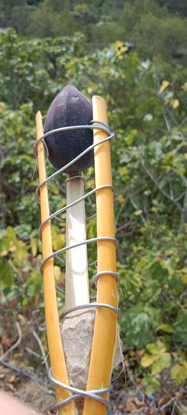 A imagem mostra um galho de árvore com uma pequena planta de folhas verdes crescendo a partir dele, tendo como pano de fundo uma parede ou cerca de cor clara. A planta tem algumas folhas e caules.