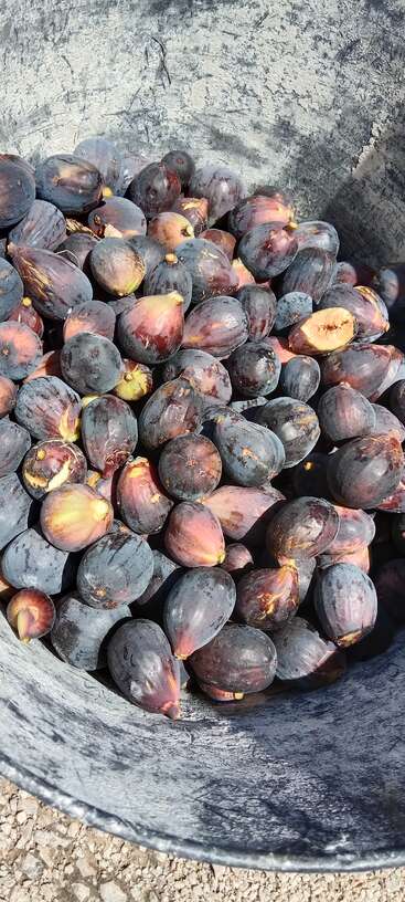 A imagem mostra uma coleção de figos marrons e maduros, provavelmente colhidos de uma árvore, com alguns espalhados no chão e outros empilhados, mostrando sua beleza natural e abundância.