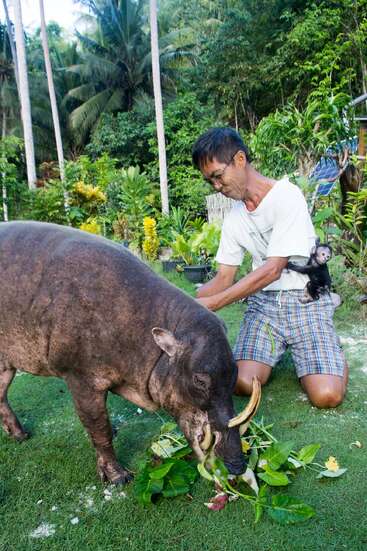 A man kneels on grass beside a large babirusa eating leaves. A small monkey clings to the man’s side. Lush tropical plants surround them.