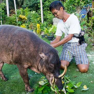 A man kneels on grass beside a large babirusa eating leaves. A small monkey clings to the man’s side. Lush tropical plants surround them.
