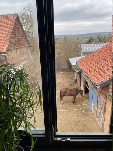 The image shows a view through a window with a green plant inside. Outside, a brown horse stands in a farmyard surrounded by rustic buildings.