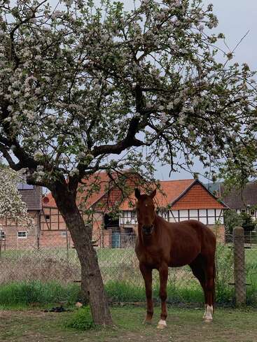 A brown horse stands under a blossoming tree in a grassy yard, with rural houses and orange-tiled roofs visible in the background behind a wire fence.
