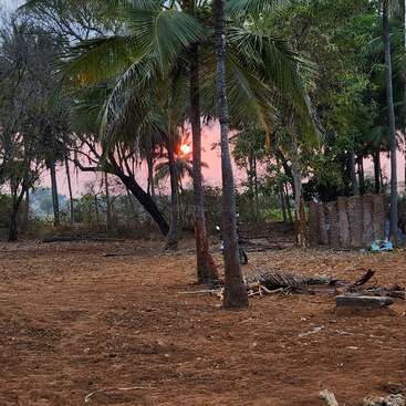 Das Bild zeigt eine heitere Landschaft mit Palmen, einem Feld und einem farbenfrohen Sonnenuntergang im Hintergrund, der ein Gefühl von tropischer Ruhe hervorruft.