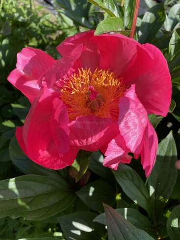 The image features a vibrant pink peony flower with a yellow center, surrounded by lush green leaves, showcasing its delicate petals and natural beauty.