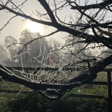 La imagen representa una tela de araña en la rama de un árbol, con una valla y árboles al fondo, sobre un cielo brumoso en el que brilla el sol.