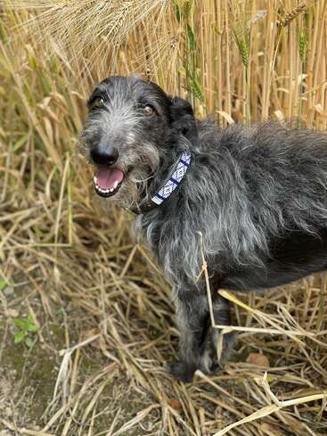 The image features a black and grey dog with a long, shaggy coat, standing in a field of tall, golden wheat, wearing a white and blue collar.