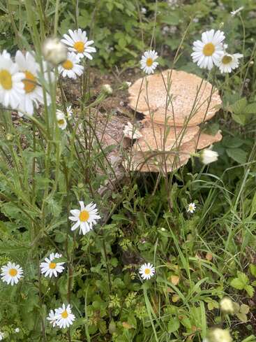 The image depicts a serene scene of wildflowers and mushrooms growing in a lush, grassy area, with vibrant greenery and white flowers with yellow centers.