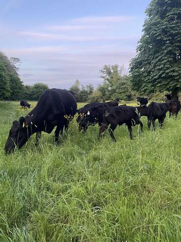 The image depicts a serene scene of a herd of black cows grazing in a lush green field, surrounded by trees and a blue sky with white clouds.