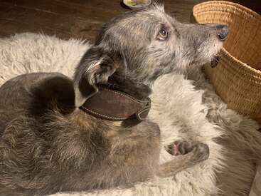 The image features a dog with a brown leather collar, lying on a white shag rug, with a wicker basket to its right, set against a dark wood floor background.