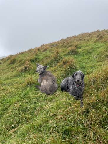 The image depicts two grey dogs sitting in a grassy field, with one dog facing the camera and the other looking away, set against an overcast sky.