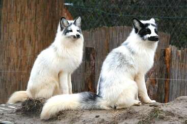 Two striking marble foxes sit together on sandy ground. Their fluffy white fur is marked with unique black patterns. A wooden fence and wire mesh background.