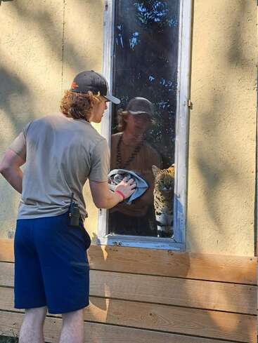 A man in casual attire cleans a window, through which a wild cat, likely a serval, curiously observes him from inside a building. Sunlight casts shadows.
