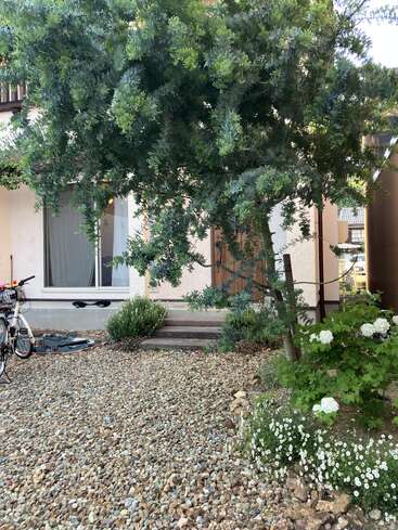 A front yard with a gravel garden, green tree, blooming white hydrangeas and daisies, a bicycle on the left, and a house in the background.