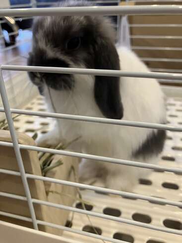 A fluffy black and white rabbit sits inside a cage, nibbling on hay. The bunny looks curious and gentle, with soft fur and floppy ears.
