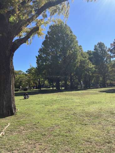 A sunny day in a park with green grass, tall trees, clear blue sky, and a person sitting alone on a bench, enjoying nature's beauty.