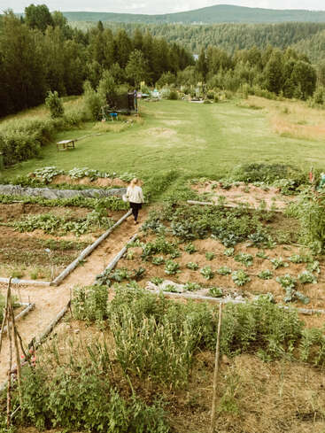 Jemand spaziert an einem sonnigen Tag durch einen üppigen Gemüsegarten, umgeben von viel Grün, Bäumen und sanften Hügeln in einer ruhigen, ländlichen Gegend.