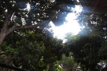 A imagem retrata uma cena serena de uma árvore com galhos extensos e folhas verdes exuberantes, tendo como pano de fundo um céu azul claro. A folhagem da árvore é vibrante e saudável.