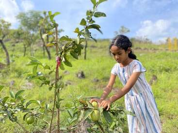 Uma jovem com um vestido listrado colhe gentilmente uma goiaba de uma pequena árvore em um campo verde e iluminado pelo sol sob um céu azul.