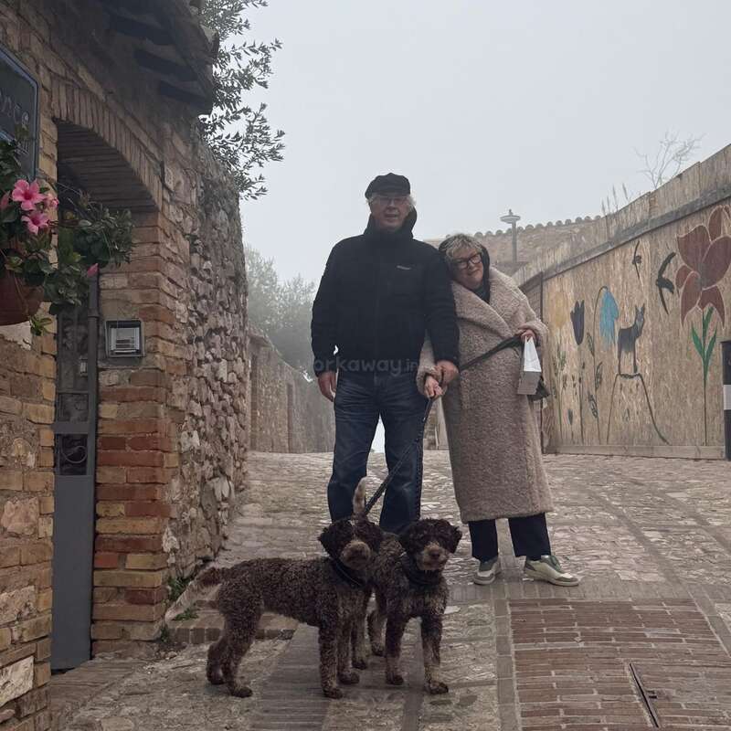 An older couple stands affectionately together, walking two curly-haired dogs on a cobblestone street adorned with murals and flowers, on a misty, peaceful day.