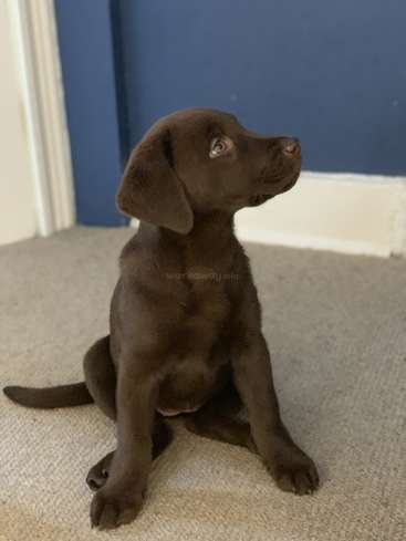 The image features a brown puppy sitting on a carpeted floor, gazing upwards with its head tilted to the right, in front of a blue wall and white door frame.