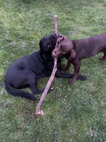 Two dogs, one black and one brown, are playing with a large stick on a grassy field, their mouths open and teeth bared.