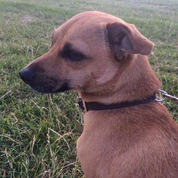 The image depicts a brown dog with a black nose and collar, sitting in a grassy field, facing left, with a leash attached to its collar.