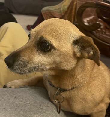 The image features a tan dog with dark eyes and ears, wearing a collar with a tag, gazing to the left, with a person\'s leg visible in the background.