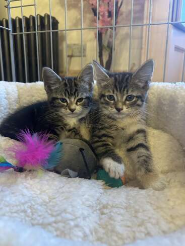 The image features two kittens in a cage, surrounded by toys, with a white blanket and a radiator visible in the background, creating a cozy atmosphere.