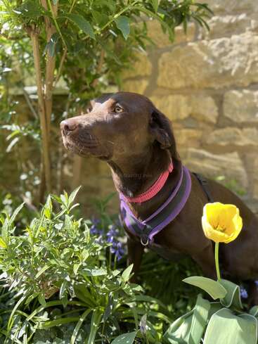 The image features a brown dog with a pink collar and purple harness, standing amidst lush greenery and vibrant yellow flowers, set against a rustic stone wall backdrop.