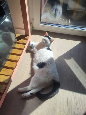Um gato branco com manchas pretas descansa sob um raio de sol em um piso de madeira ao lado de uma porta de vidro, aproveitando o calor e a luz. Atmosfera tranquila.