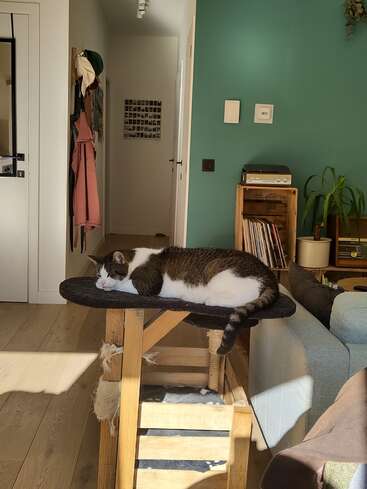 Um gato cochila tranquilamente em uma almofada preta em cima de uma pequena estrutura de madeira, banhada pela luz do sol em uma sala de estar aconchegante e arrumada com paredes azul-petróleo.